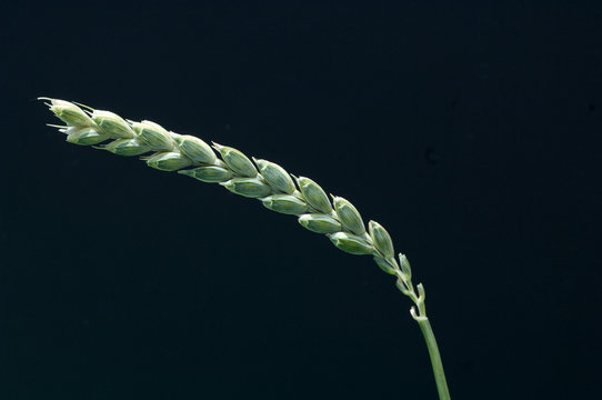 Dinkelaehre Bilder Durchsuchen 21 Archivfotos, und