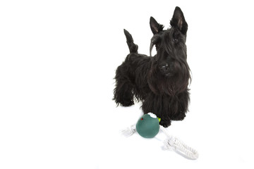 young scottish terrier with game