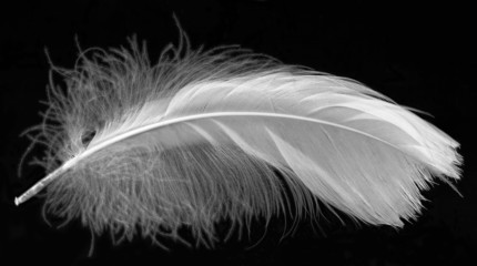 white feather on black