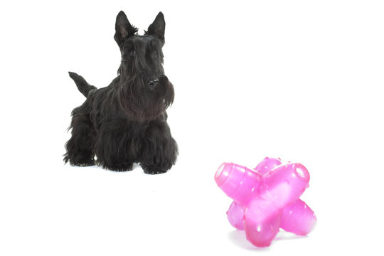 recommend clip art: scottish terrier attentif devant son jouet