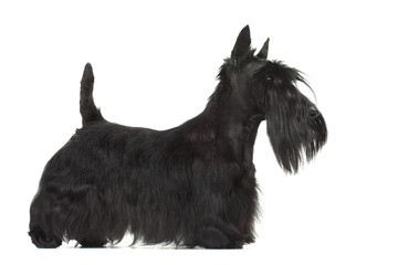 joli profil de la silhouette du scottish terrier