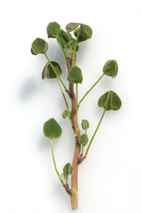 Peruanischer Sauerklee,