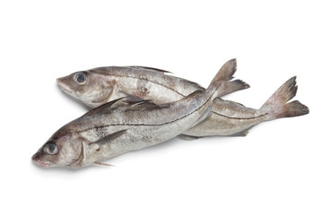 Fresh raw haddock fished