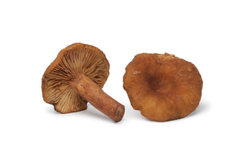 Candy caps mushrooms