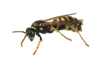 Wespe, Vespula germanica