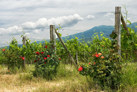 rose nella vigna - Toscana