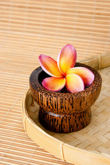 Tropical Frangipani in wooden bowl for spa and wellness concept