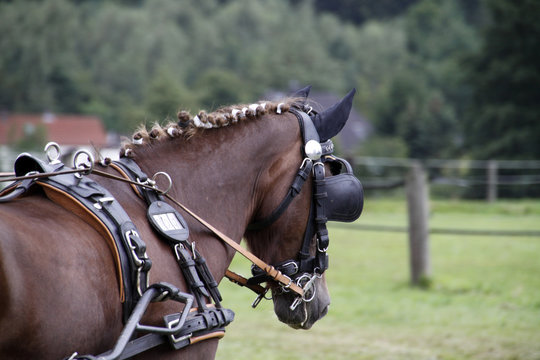 Pferd vor einer Kutsche mit Scheuklappen