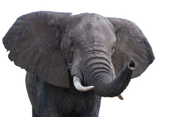Fototapeta na wymiar Elefant Freisteller