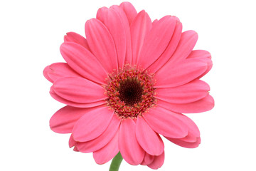gerbera