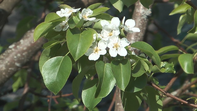 Close up shot of flowering peartree.