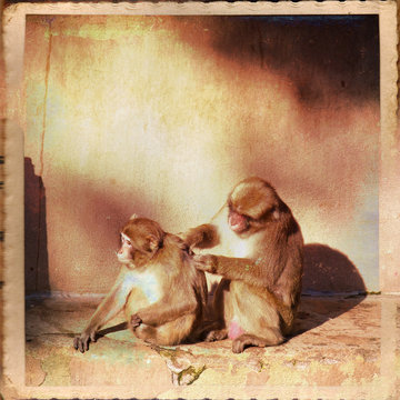 Scimmie, macachi