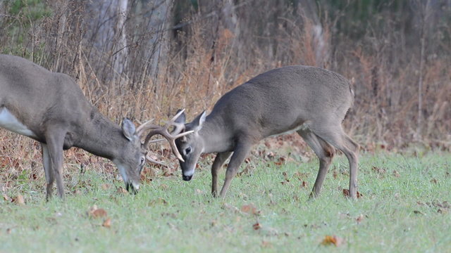 Two whitetail deer bucks fighting in an open field