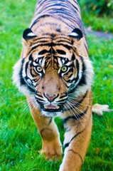 Sumatran Tiger hunting