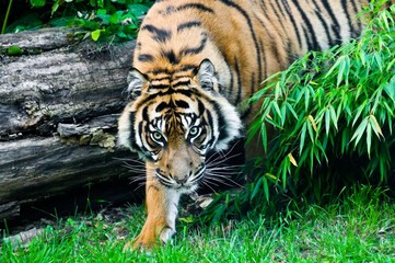 Fototapeta na wymiar Sumatran Tiger polowanie