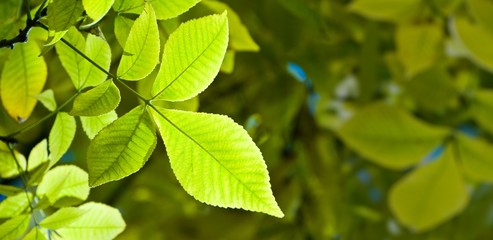 Green leaves frame with copyspace