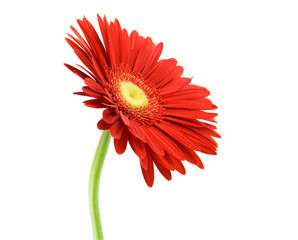 Red gerber with stem isolated on white background