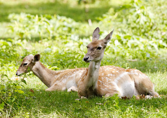 Young deer