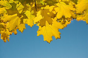 Autumn yellow leaves