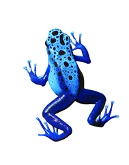 Zelfklevend Fotobehang Kikker colorful blue frog on white background. Isolated