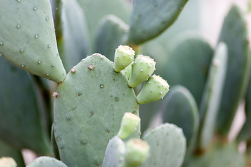 Prickly Pear Buds
