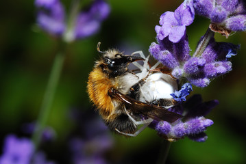 spinne frisst hummel