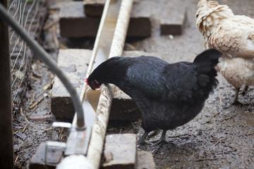 Free Range Chicken drinking at trough