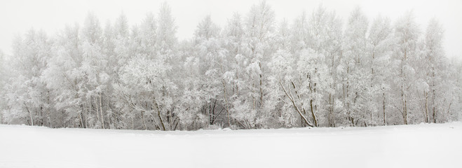 Obraz premium Winter wood