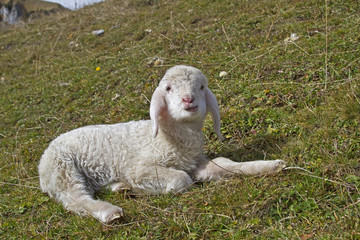 Lämmchen