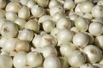 Glossy bulbs of white onion