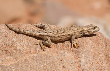 Western Fence Lizard