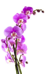 Pink orchid