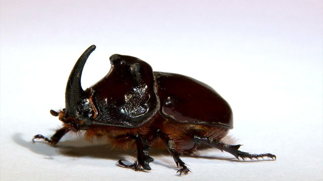 Rhinoceros beetle, isolated on white background