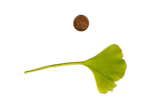 Gingkoblatt und Pfennig