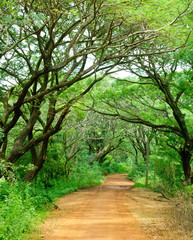 Fototapeta premium Dirt road