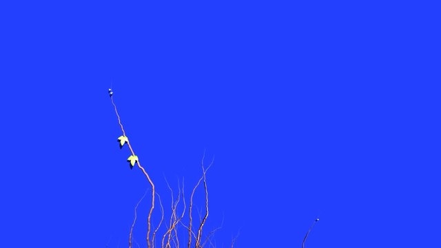 leaf grow-up animation