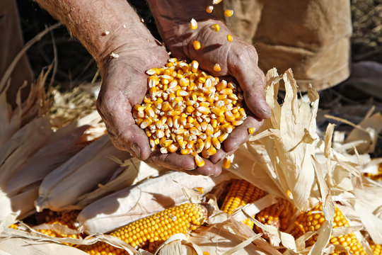 Farmer's Hands Catching and Holding Corn