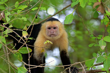 Naklejka premium White faced Capuchin