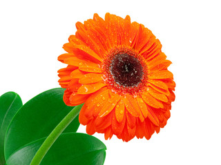gerber flower isolated on white background