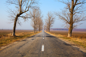 Empty road between trees