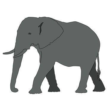 animal - elephant, vector