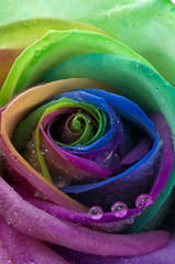 Rose rainbow