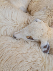 Naklejka premium sheep