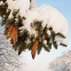 fir cone covered in snow
