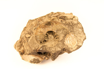 shell fossil