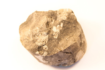 shell fossil