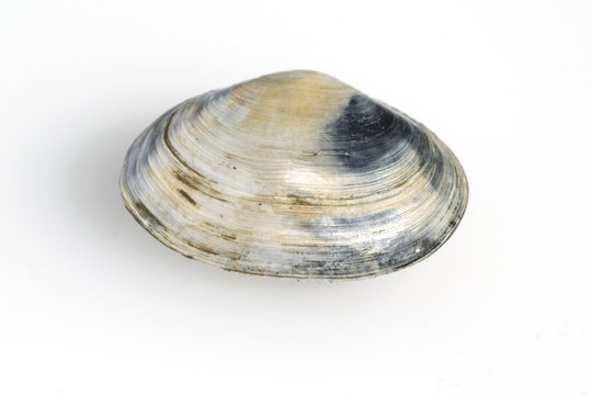 Sandklaffmuschel, Mya arenaria