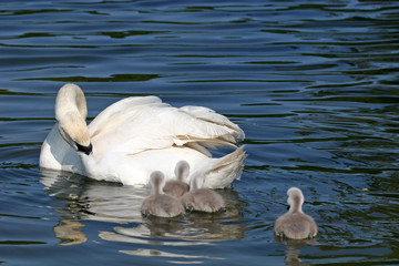 swan and cygnets
