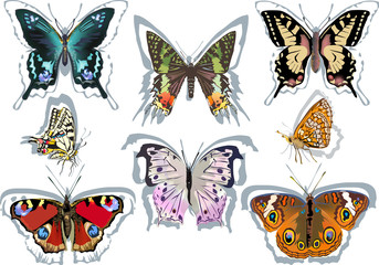eight color butterflies isolated on white