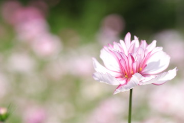 コスモス